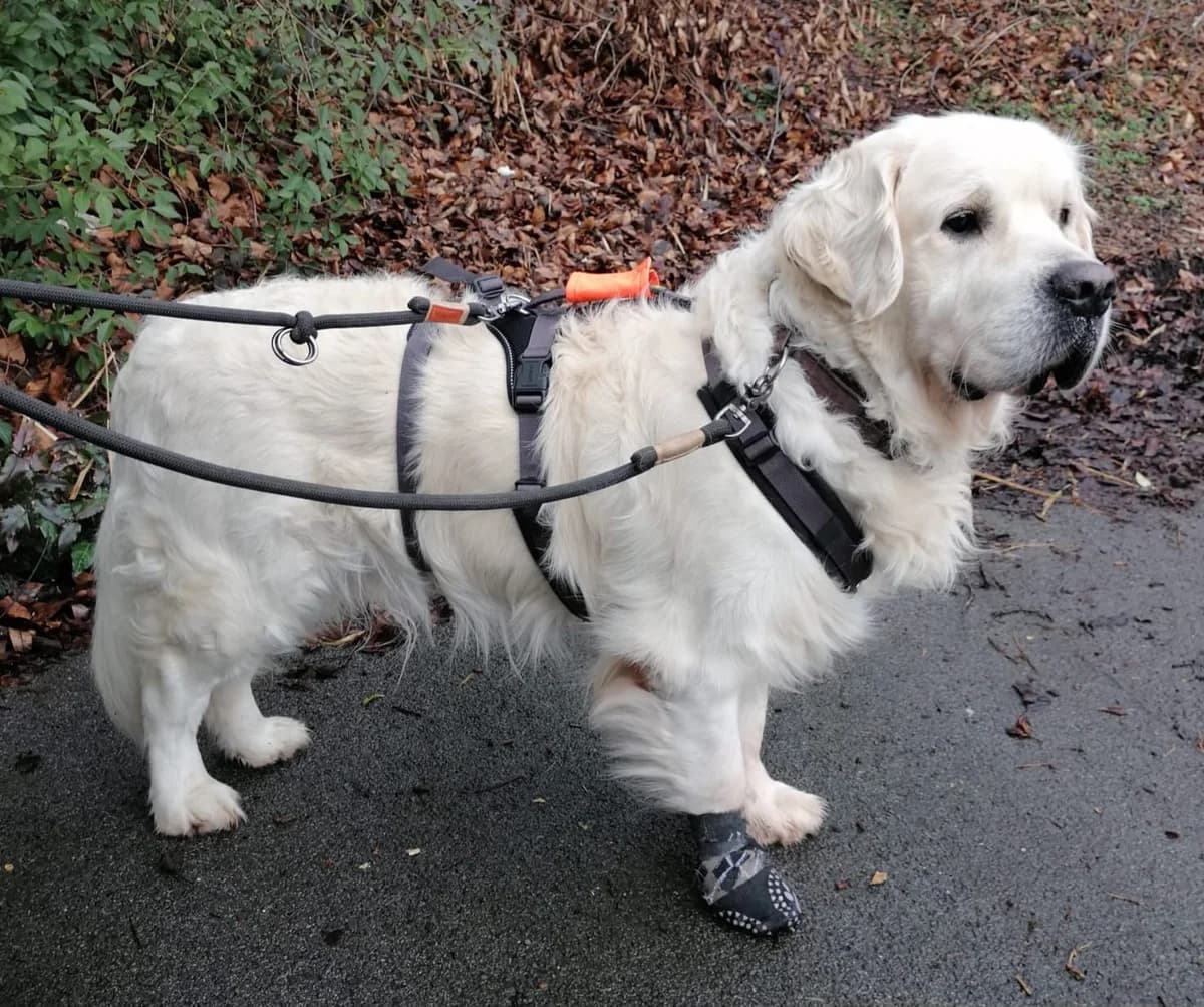 Thor, golden male 6yo Golden Retriever for adoption at ProRetriever e.V., Bargteheide