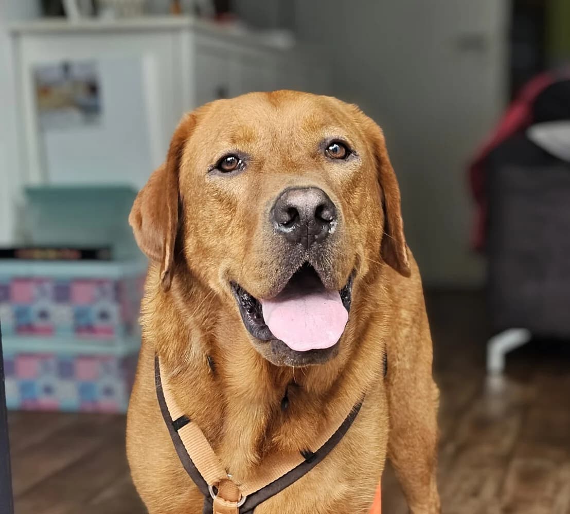 Tokyo, male 5yo Labrador Retriever for adoption at ProRetriever e.V., Bargteheide