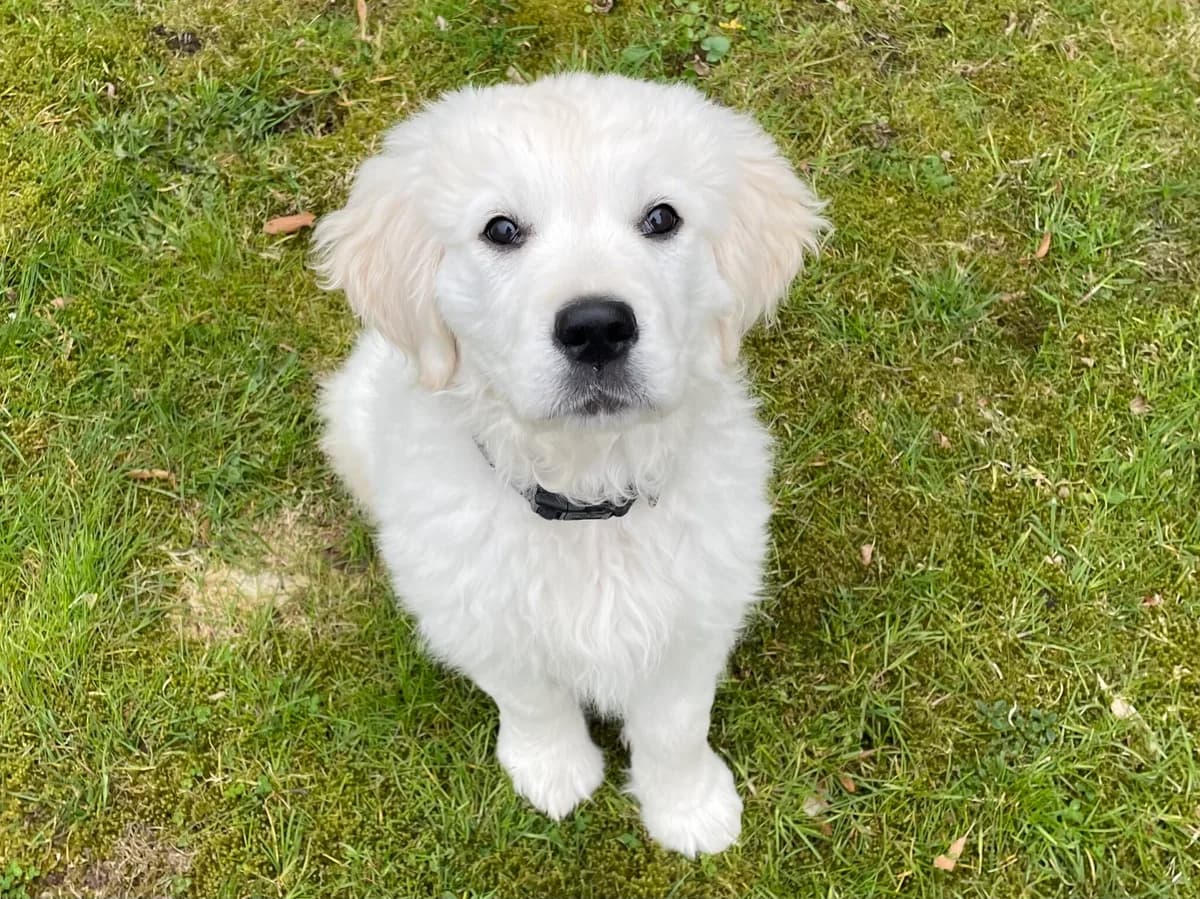 Wilma, golden female puppy Golden Retriever for adoption at ProRetriever e.V., Bargteheide