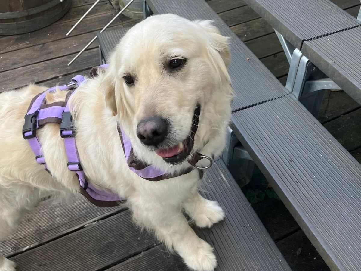 Yuka, golden female 6yo Golden Retriever for adoption at ProRetriever e.V.