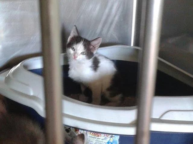 Veronica, female senior European Shorthair for adoption at ProTier e.V.