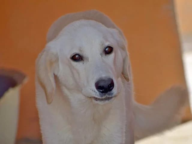 Cip, male 5yo Mixed Breed for adoption at ProTier e.V.