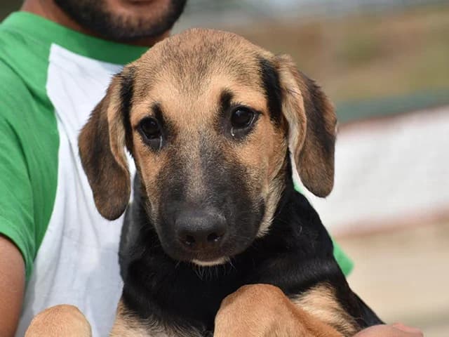 Mino, male senior Mixed Breed for adoption at ProTier e.V.