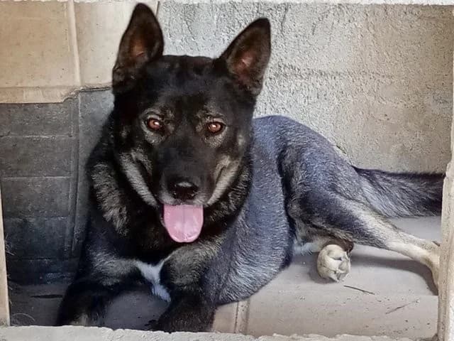 Ryuk, male young Husky for adoption at ProTier e.V.
