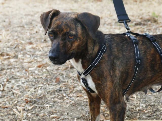 Silly, female 3yo Mixed Breed for adoption at ProTier e.V.
