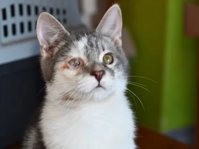 Lucio, male puppy mixed breed for adoption at ProTier e.V.