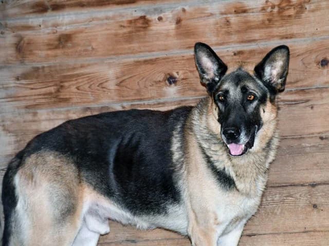 Airon, male senior German Shepherd for adoption at ProTier e.V.