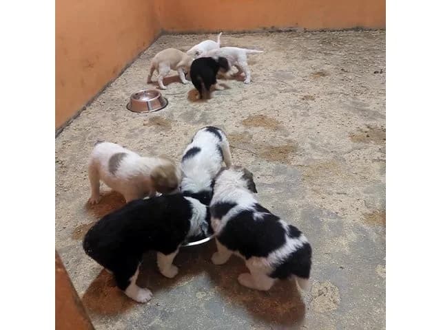 Achille, male puppy Mixed Breed for adoption at ProTier e.V.