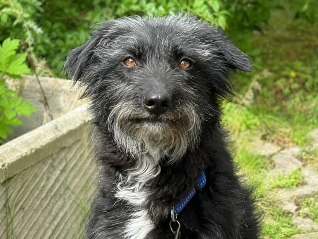 Kira, female 5yo mixed breed for adoption at ProTier e.V.