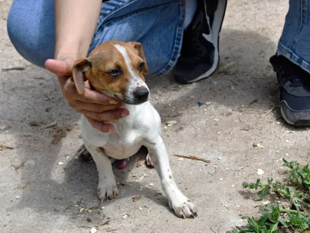 Suso, male puppy Jack Russell Terrier for adoption at ProTier e.V.