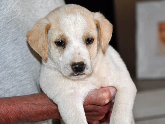 Bibbo, male puppy Mixed Breed for adoption at ProTier e.V.