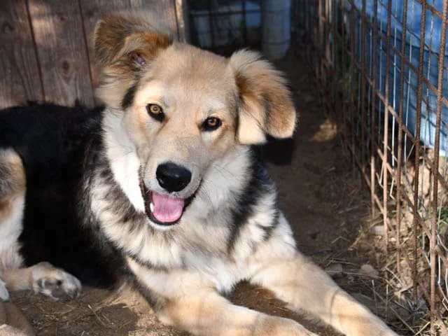 Achillo, male young German Shepherd for adoption at ProTier e.V.
