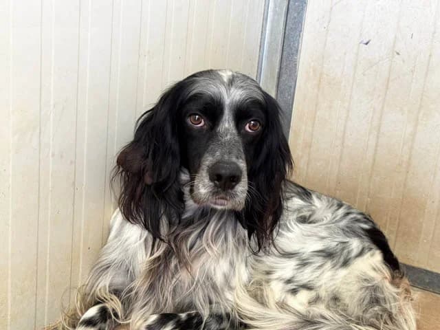 Argo, male young English Setter for adoption at ProTier e.V.