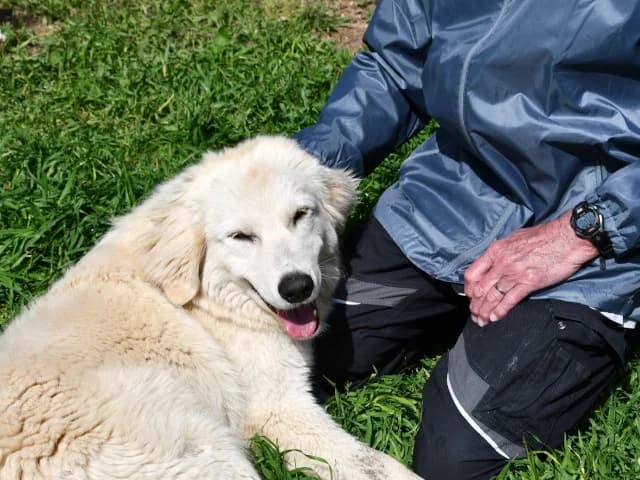 Kumo, male puppy Mixed Breed for adoption at ProTier e.V.