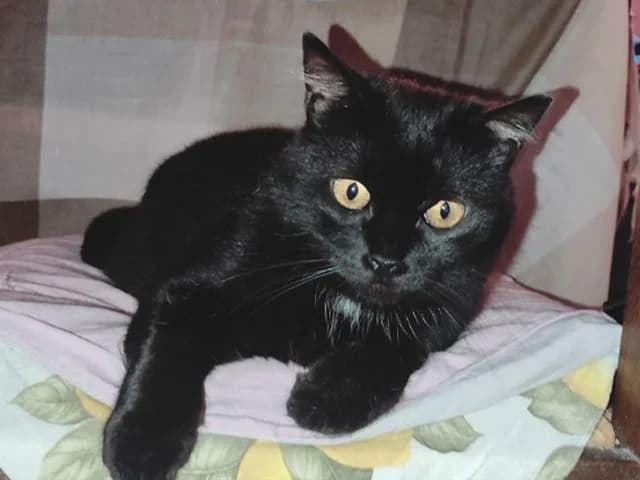 Luna, female 3yo mixed breed for adoption at ProTier e.V.