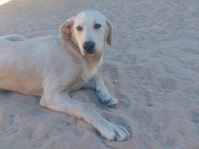 Bruno, male puppy Mixed Breed for adoption at ProTier e.V.