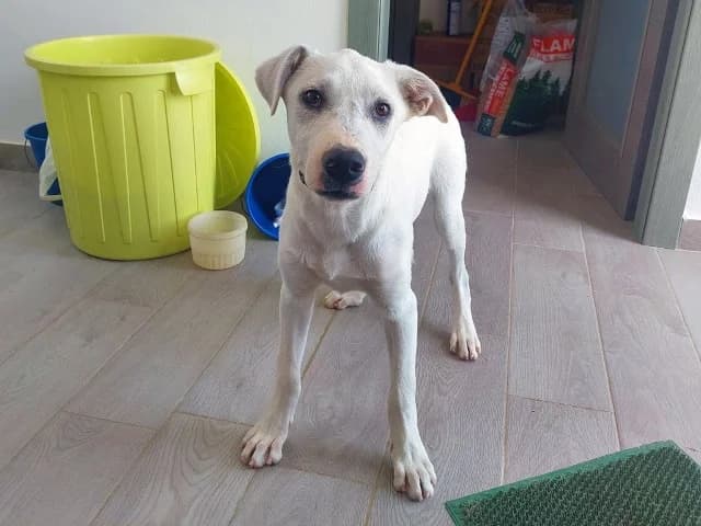 Artemis, male puppy Mixed Breed for adoption at ProTier e.V.