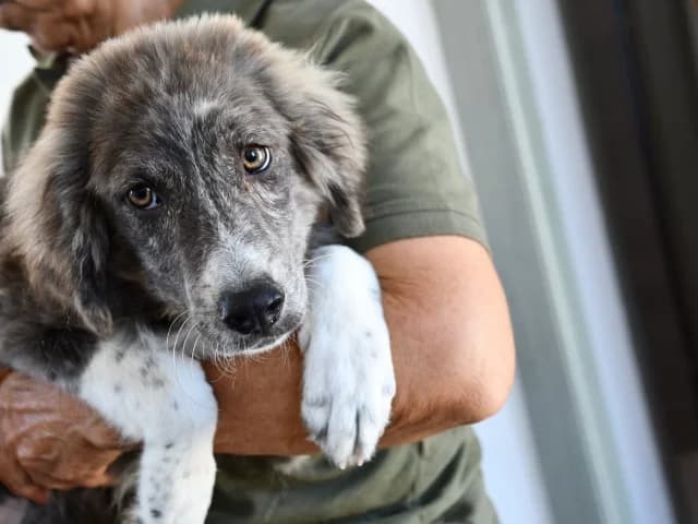 Ortensia, female Mixed Breed for adoption at ProTier e.V.