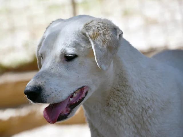 Harlei, male puppy Mixed Breed for adoption at ProTier e.V.