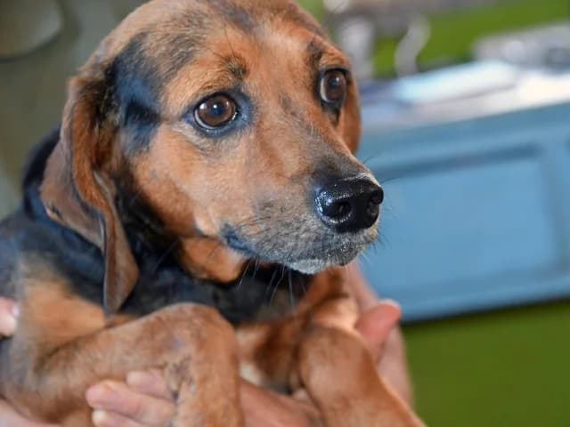 Peppina, female young Mixed Breed for adoption at ProTier e.V.