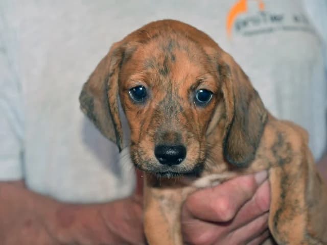 Pucci, male Mixed Breed for adoption at ProTier e.V.