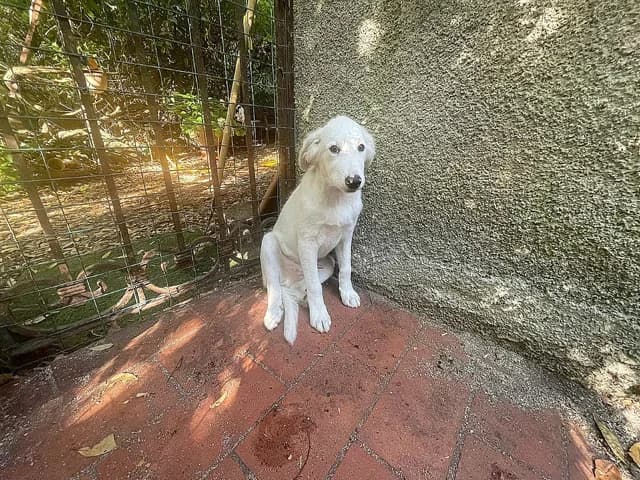 LiΓΉ, male puppy Mixed Breed for adoption at ProTier e.V.
