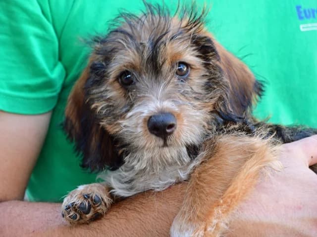 Trudie, female puppy Mixed Breed for adoption at ProTier e.V.