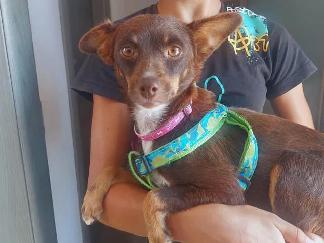 Orietta, female Mixed Breed for adoption at ProTier e.V.