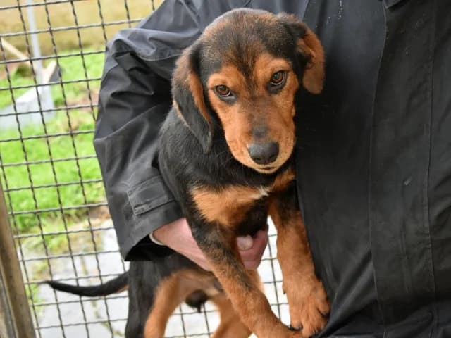 Oliver, male 3yo Mixed Breed for adoption at ProTier e.V.
