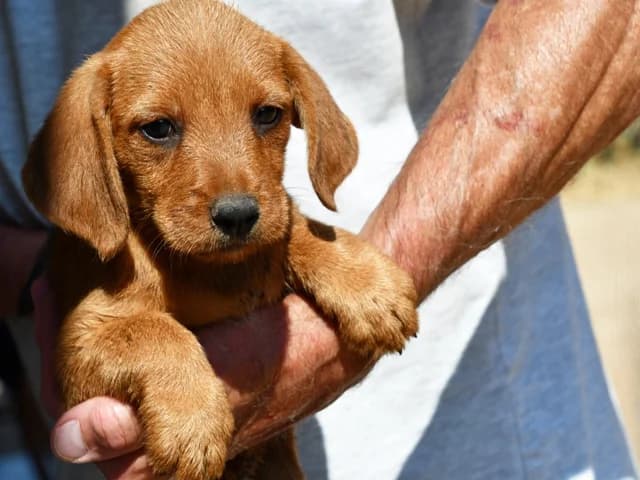 Salvio, male Mixed Breed for adoption at ProTier e.V.