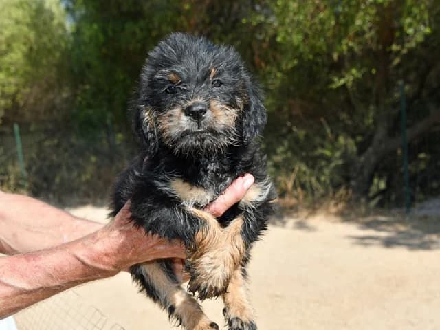 Saro, male Mixed Breed for adoption at ProTier e.V.
