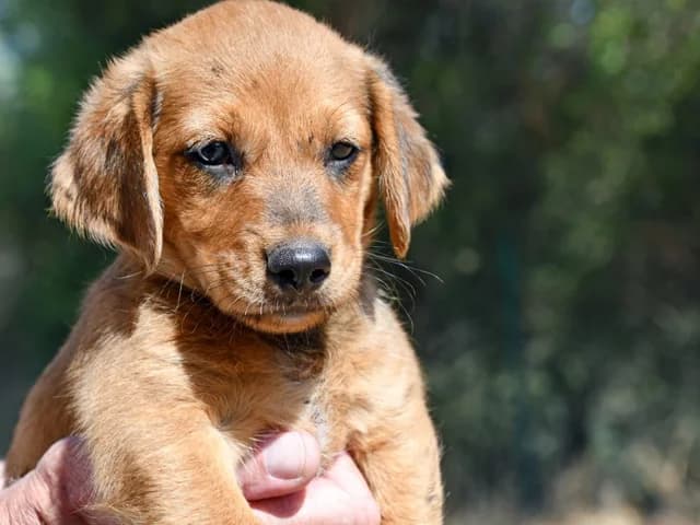 Sergiolo, male Mixed Breed for adoption at ProTier e.V.
