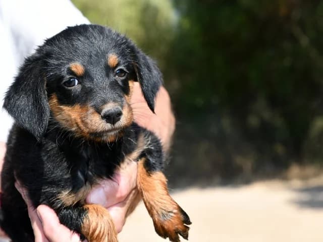 Sara, female Mixed Breed for adoption at ProTier e.V.