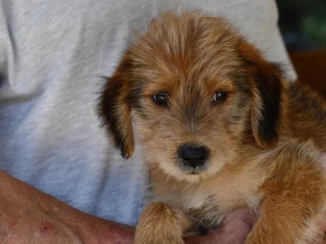 Sina, female Mixed Breed for adoption at ProTier e.V.