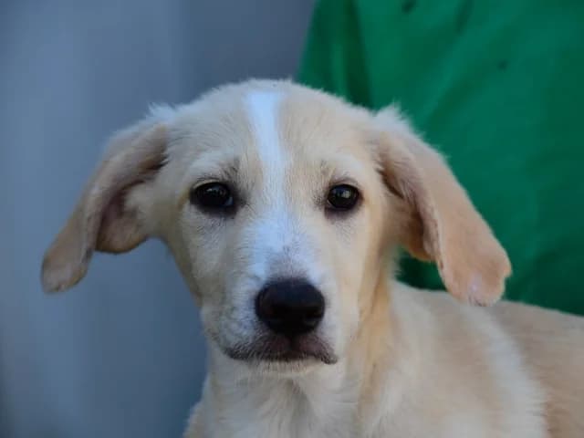 Prix, male puppy Mixed Breed for adoption at ProTier e.V.