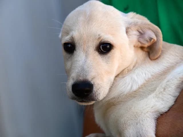 Padel, female puppy Mixed Breed for adoption at ProTier e.V.