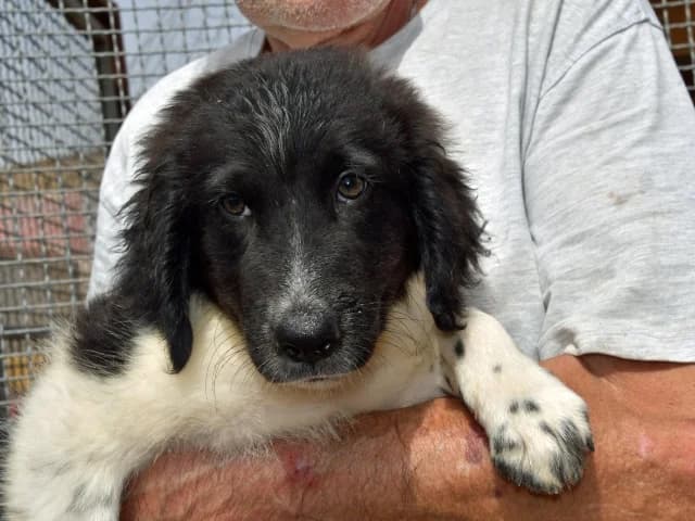 Mike, male young Mixed Breed for adoption at ProTier e.V.