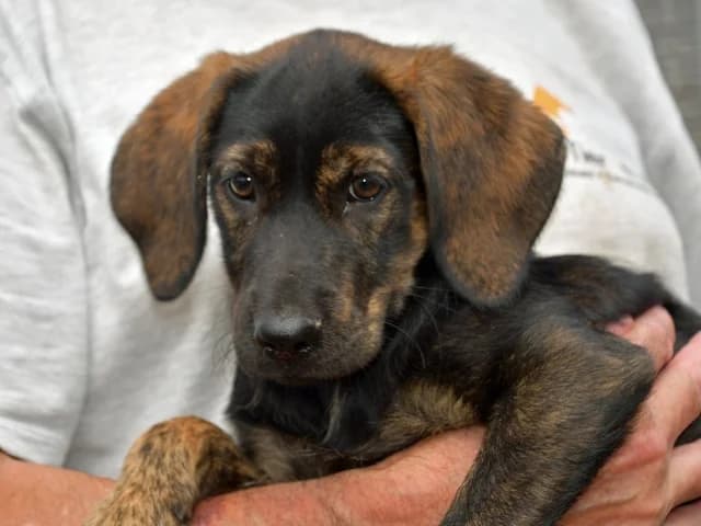 Marika, female young Mixed Breed for adoption at ProTier e.V.