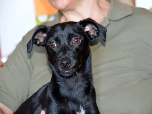 Gennarino, male puppy Mixed Breed for adoption at ProTier e.V.