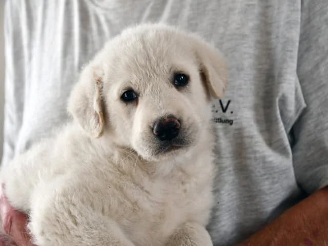 Teo, male young Mixed Breed for adoption at ProTier e.V.