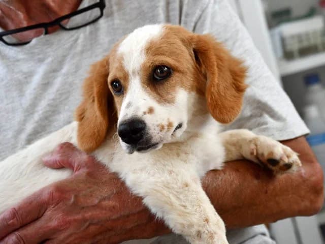 Billo, male young Mixed Breed for adoption at ProTier e.V.