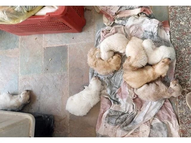 Pallino, male young Mixed Breed for adoption at ProTier e.V.