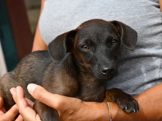 Mika, female young Mixed Breed for adoption at ProTier e.V.