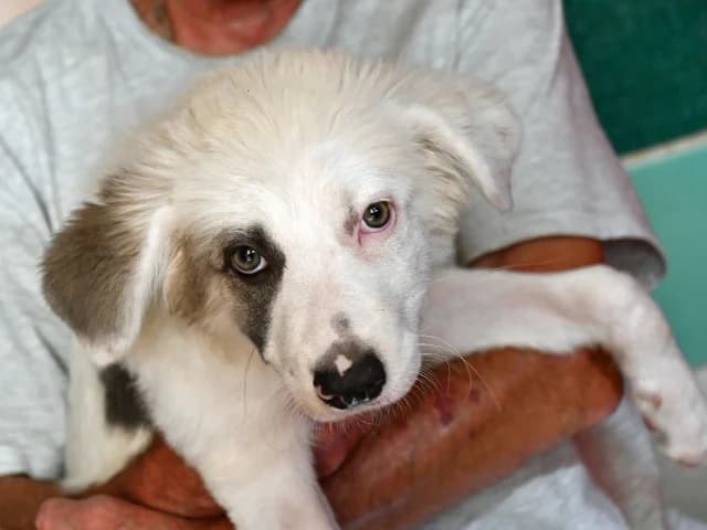 Vera, female puppy Mixed Breed for adoption at ProTier e.V.