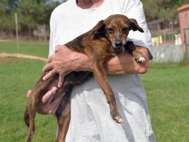 Loca, female senior Mixed Breed for adoption at ProTier e.V.