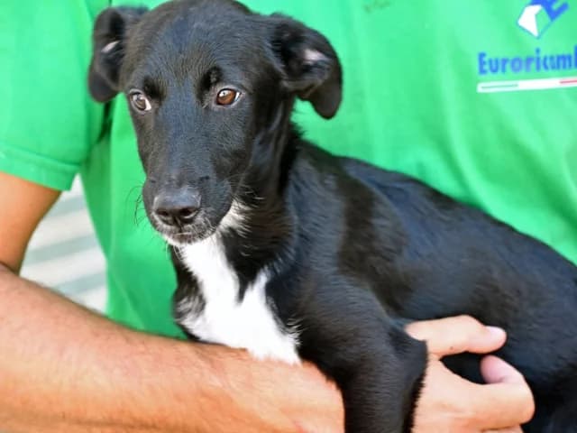 Maurizio, male puppy Mixed Breed for adoption at ProTier e.V.