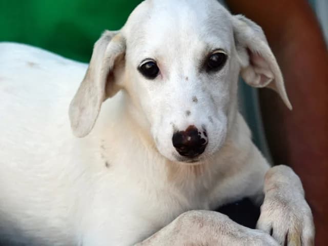 Birba, female young Mixed Breed for adoption at ProTier e.V.