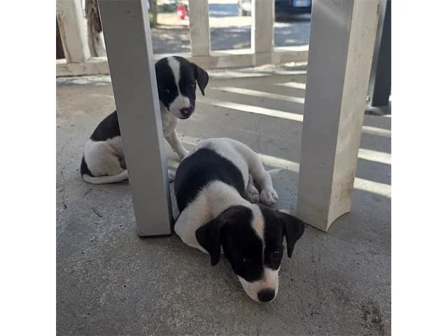 Bruna, female young Mixed Breed for adoption at ProTier e.V.