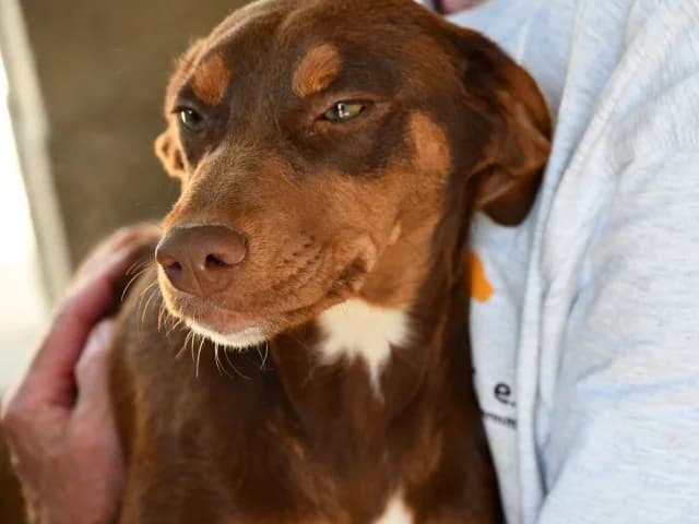 Minnie, female puppy Mixed Breed for adoption at ProTier e.V.