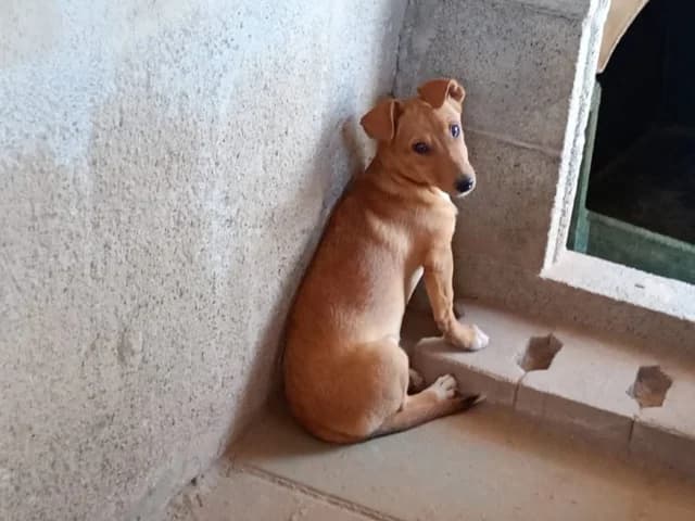 Tina, female young Mixed Breed for adoption at ProTier e.V.